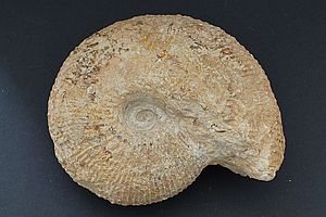 Ammoniten 3541